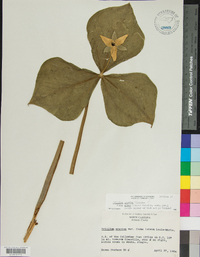 Trillium erectum image