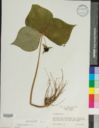 Trillium erectum image