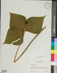 Trillium erectum image