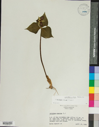 Trillium erectum image