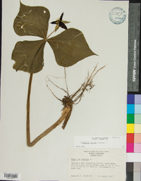 Trillium erectum image