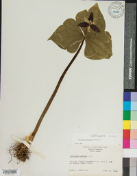 Trillium erectum image