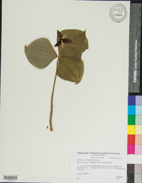 Trillium erectum image