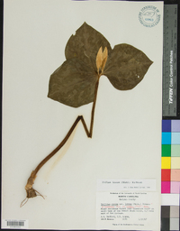 Trillium luteum image