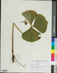 Trillium rugelii image