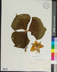 Trillium rugelii image