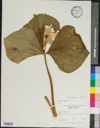 Trillium rugelii image