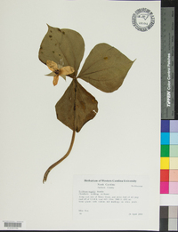 Trillium rugelii image