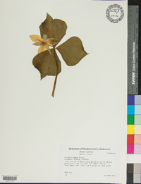 Trillium rugelii image