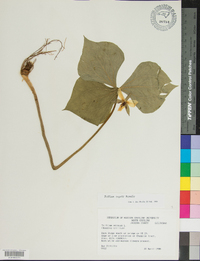 Trillium rugelii image