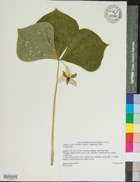 Trillium rugelii image