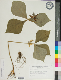 Trillium rugelii image