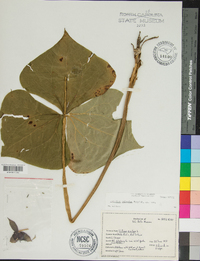 Trillium sulcatum image