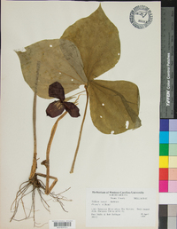 Trillium vaseyi image