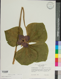 Trillium vaseyi image