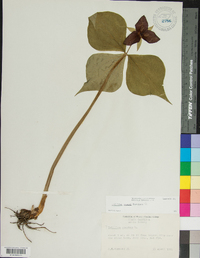 Trillium vaseyi image