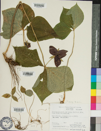 Trillium vaseyi image