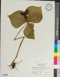 Trillium vaseyi image