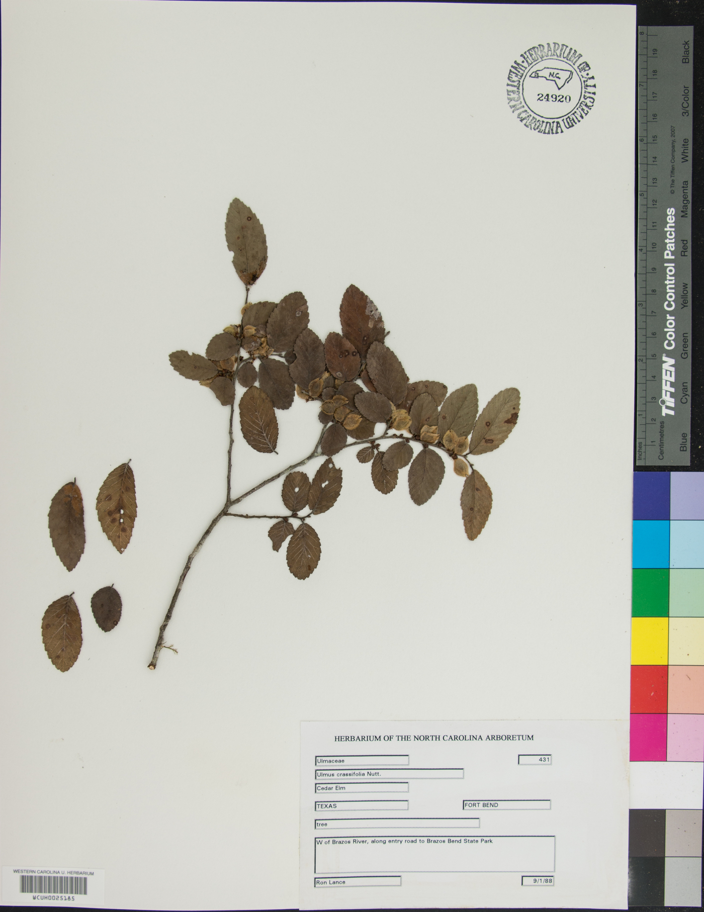 Ulmus crassifolia image