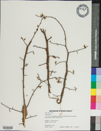 Ulmus alata image