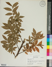 Ulmus alata image