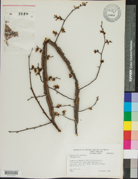 Ulmus alata image