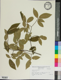 Ulmus alata image