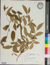 Ulmus alata image