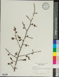 Ulmus alata image