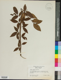 Ulmus alata image