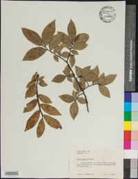 Ulmus alata image