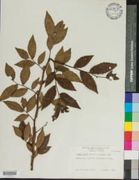 Ulmus alata image