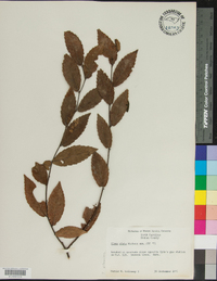 Ulmus alata image