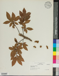 Ulmus alata image