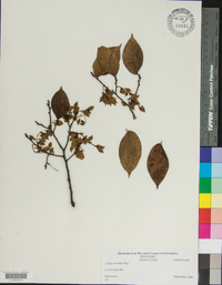 Ulmus serotina image