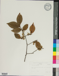 Ulmus serotina image