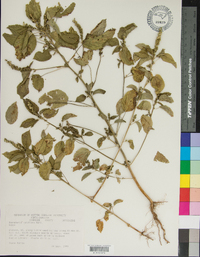 Boehmeria lateriflora image
