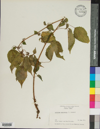 Laportea canadensis image