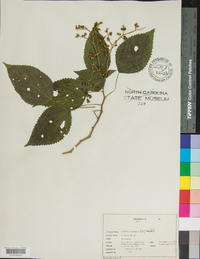 Laportea canadensis image