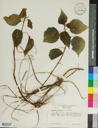 Laportea canadensis image