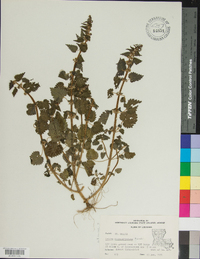 Urtica chamaedryoides image