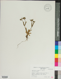 Valerianella locusta image