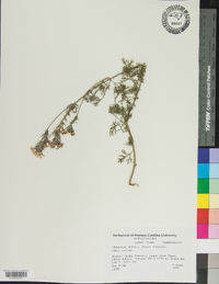 Glandularia pulchella image