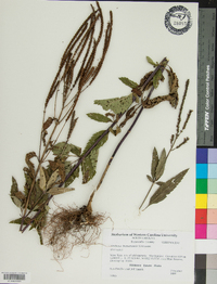 Verbena bonariensis image