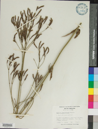 Verbena brasiliensis image