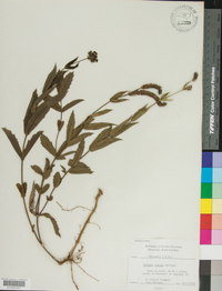 Verbena rigida image