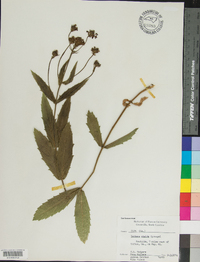 Verbena rigida image