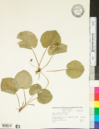 Viola rotundifolia image