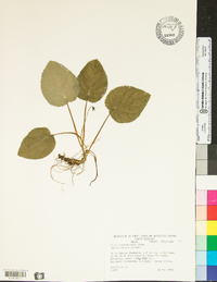 Viola rotundifolia image