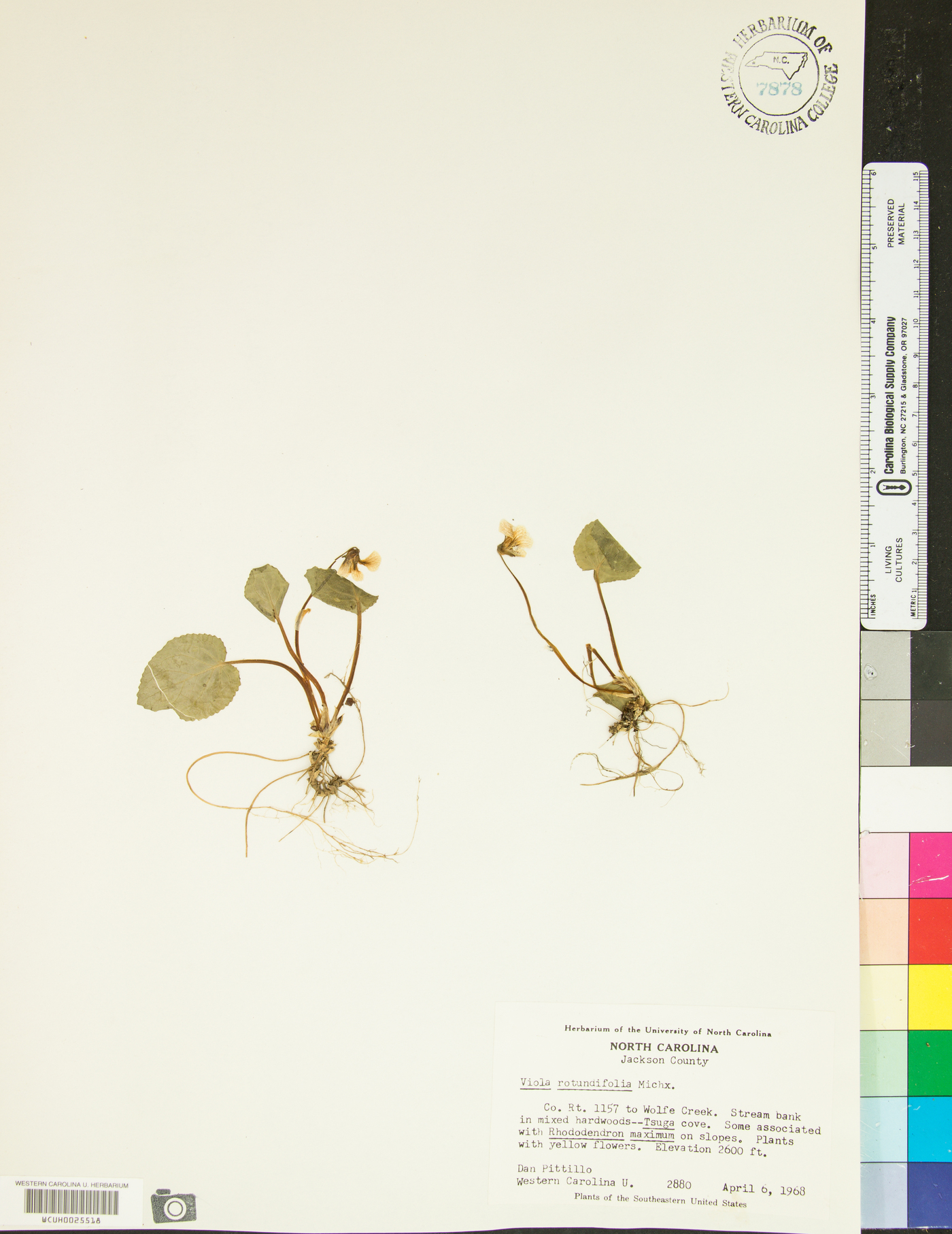 Viola rotundifolia image